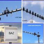 GSM Antennen GSM900